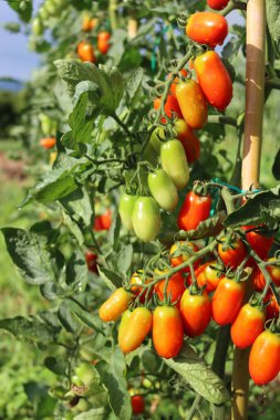 Güneşli bir günde sebze bahçesinde yetişen uzun İtalyan Datterini domatesleri.
