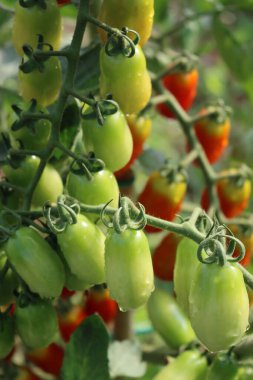 Olgunlaşmamış yeşil İtalyan domatesleri güneşli bir günde yaz mevsiminde yağmur damlalarıyla kaplı bitkilerde yetişiyor.