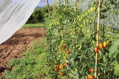 Uzun İtalyan Datterini domatesleri güneşli bir günde korunaklı bir anti-dolu ağının altında sebze bahçesinde yetişiyor.