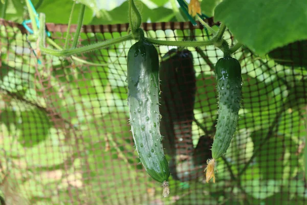 Zielone Ogórki Rosnące Latem Roślinach Ogrodzie Warzywnym Cucumis Sativus — Zdjęcie stockowe