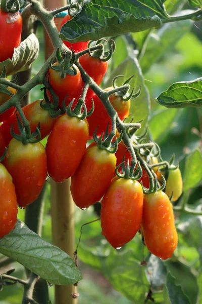 Pomodori Rossi Maturi Italiani Datterini Che Crescono Piante Coperte Gocce — Foto Stock