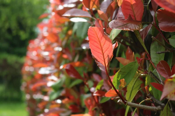 Rotkehlchen Photinia Absicherung Gegen Sonnenlicht Photinia Fraseri Garten Frühling — Stockfoto