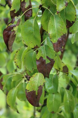 Armut ağacındaki kahverengi lekeler dallardaki yeşil yapraklar. Bahçede hastalık taşıyan Pyrus ağacı