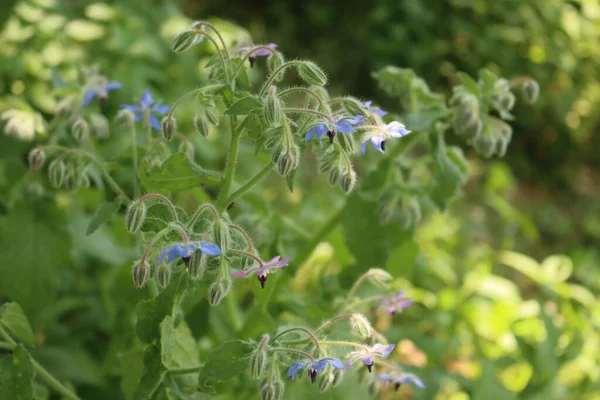 Borraja Flor Con Muchas Flores Azules Verano Borago Officinalis Jardín — Foto de Stock