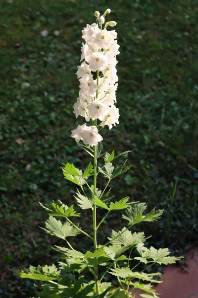 Primer Plano Las Flores Blancas Delphinium Planta Verano Jardín — Foto de Stock