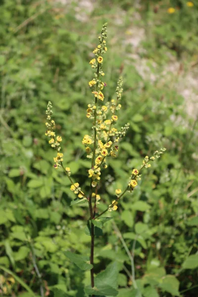 Verbascum Nigrum Flor Planta Muleína Negra Con Muchas Flores Amarillas — Foto de Stock