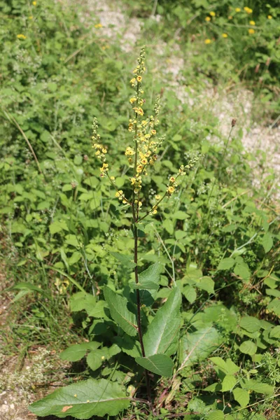 Verbascum Nigrum Bloom 여름에는 과붉은 뽕나무 — 스톡 사진