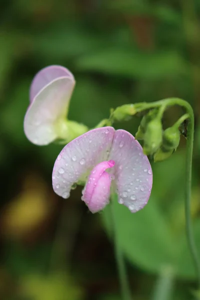 甜豌豆枝条 淡淡的粉红花朵覆盖着雨滴 夏天百里香盛开 — 图库照片