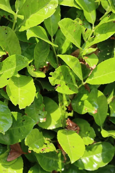 Hojas Verdes Dañadas Cobertura Laurel Cerezo Cobertura Prunus Laurocerasus Con —  Fotos de Stock