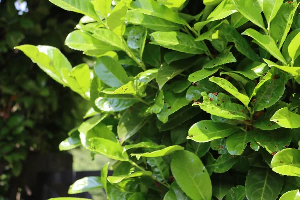 Folhas Verdes Danificadas Sebe Loureiro Cereja Sebe Prunus Laurocerasus Com — Fotografia de Stock