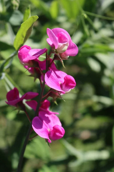 花园里的甜豌豆枝 开着粉红色的花 夏天百里香盛开 — 图库照片