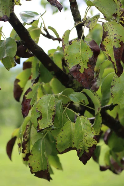 梨の木の茶色の斑点枝に緑の葉 果樹園の病気のピュロスの木 — ストック写真