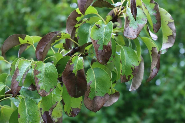 Manchas Marrones Peral Hojas Verdes Ramas Árbol Pyrus Con Enfermedad —  Fotos de Stock