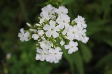 Phlox paniklemiş, çiçek açmış, bahçedeki çiçekleri süslüyor.