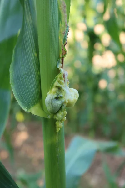 Macchia Mais Malattia Ustilago Maydis Sulla Pianta Mais Nel Campo — Foto Stock