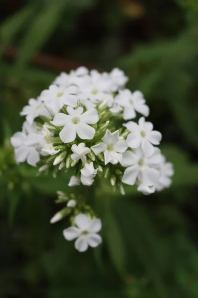 Phlox Paniculata Bloom White Flowers Plant Garden Summer — Stock Photo, Image