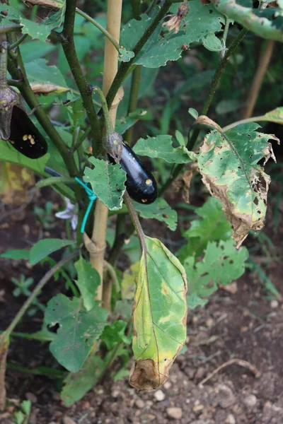 茄子种植 被食茄子果实和叶子的科罗拉多马铃薯甲虫所破坏 — 图库照片