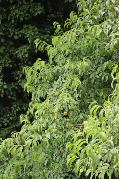 복숭아 열매들 과수원에 자라고 Prunus Persica Tree — 스톡 사진