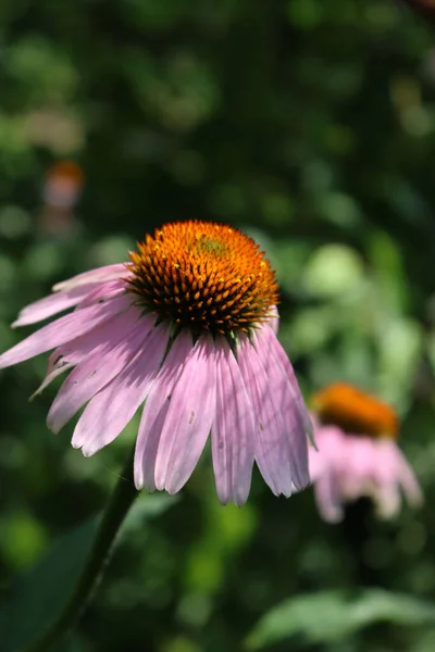 Güneşli bir günde pembe Rudbeckia çiçeklerine yakın çekim. Echinacea purpurea