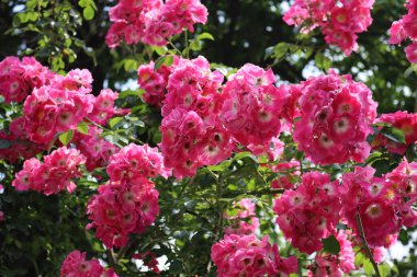 Yazın, güneşli bir günde bahçede açan beyaz ve pembe kır gülleri.
