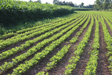 İtalya kırsalında yaz mevsiminde mısır tarlası yakınında yetişen yeşil soya fasulyesi tarlası. Glicine maksimum ve zea mays ekimi