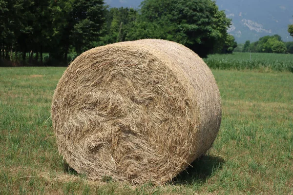 Fardo Feno Seco Verão Campo Italiano Prado Colhido Para Forragem — Fotografia de Stock