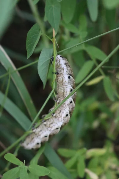 Convolvulus Γεράκι Σκώρος Κάμπια Μαύρες Κηλίδες Ένα Στέλεχος Φυτών Καλοκαίρι — Φωτογραφία Αρχείου