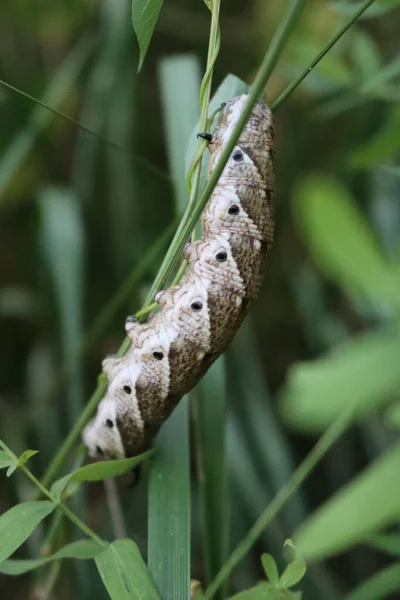 Convolvulus Halcón Polilla Oruga Con Manchas Negras Tallo Planta Verano — Foto de Stock