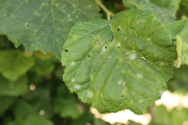 Gros Plan Des Feuilles Noisette Verte Avec Des Taches Grises — Photo