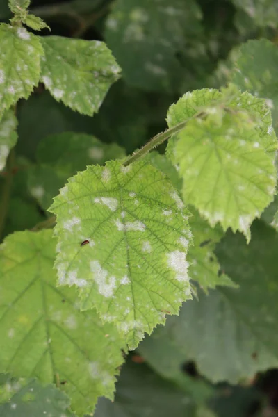 Gros Plan Des Feuilles Noisette Verte Avec Des Taches Grises — Photo