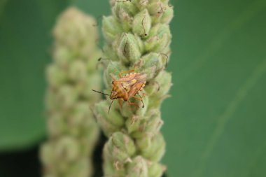 Carpocoris fuscispinus kalkan böceğinin seçici odaklı yeşil bir bitki üzerindeki yakın çekimi