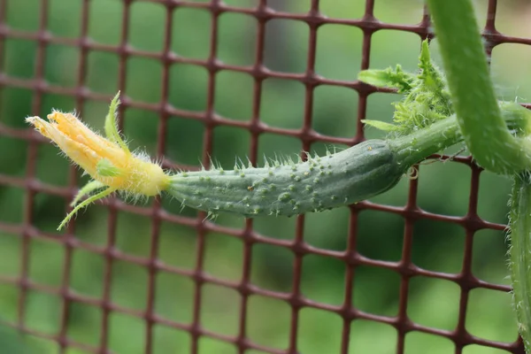 野菜の庭で植物に黄色の花が成長している小さなキュウリの野菜 キュウリはネットに対してサティカスです — ストック写真