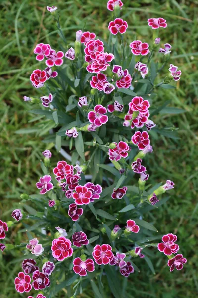 Zbliżenie Dianthus Caryophyllus Różowe Kwiaty Ogrodzie Goździk Goździk Różowy Rozkwicie — Zdjęcie stockowe