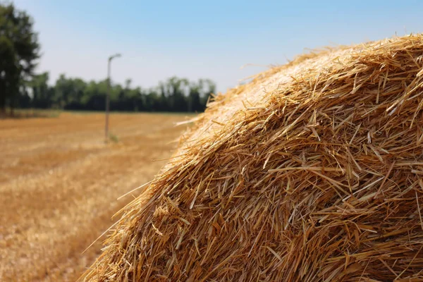 Close Van Gouden Hooibaal Het Gemaaide Veld Zomer Onder Blauwe — Stockfoto