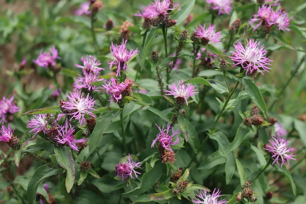 Pink Purple Flowers Centaurea Phrygia Also Called Wig Knapweed Meadow — Stock Photo, Image