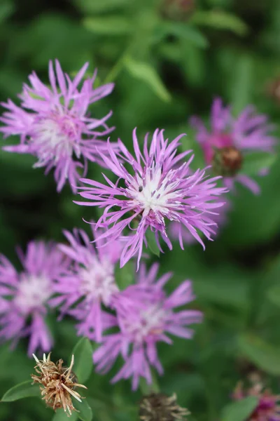 Pink Purple Flowers Centaurea Phrygia Also Called Wig Knapweed Meadow — Stock Photo, Image