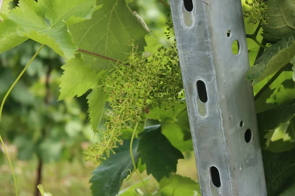 Pequeño Racimo Uvas Verdes Inmaduras Que Crecen Ramas Vid Viñedo — Foto de Stock