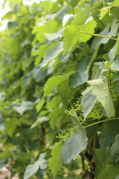 Pequeño Racimo Uvas Verdes Inmaduras Que Crecen Ramas Vid Viñedo — Foto de Stock