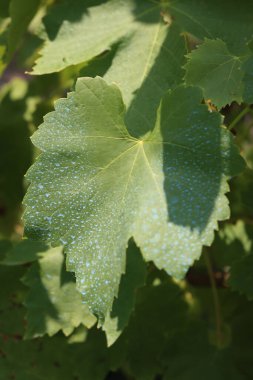 Üzüm bağındaki yeşil asma yapraklarına mavi Bordeaux karışımı yakın plan. Bitkinin üzerinde bakır sülfat ve kalsiyum oksitle yapılan organik mantar ilacı.
