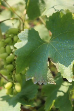 Üzüm bağındaki yeşil asma yapraklarına mavi Bordeaux karışımı yakın plan. Bitkinin üzerinde bakır sülfat ve kalsiyum oksitle yapılan organik mantar ilacı.