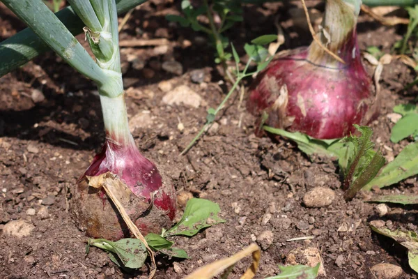 Deux Oignons Rouges Mûrs Poussant Dans Potager Été — Photo