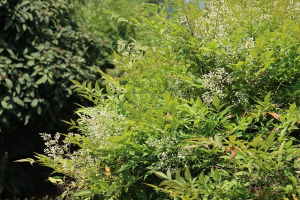 Nandina Domestica Buisson Fleurs Dans Jardin Par Une Journée Été — Photo