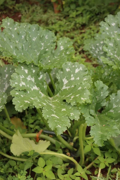 Grandes Feuilles Vertes Courgettes Poussant Dans Potager Cucurbita Pepo Été — Photo