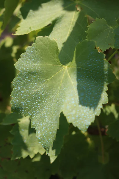 Üzüm bağındaki yeşil asma yapraklarına mavi Bordeaux karışımı yakın plan. Bitkinin üzerinde bakır sülfat ve kalsiyum oksitle yapılan organik mantar ilacı.