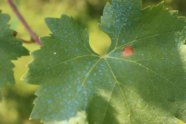 Zbliżenie Niebieskiej Mieszanki Bordeaux Zielonych Liściach Winorośli Winnicy Organiczny Środek — Zdjęcie stockowe