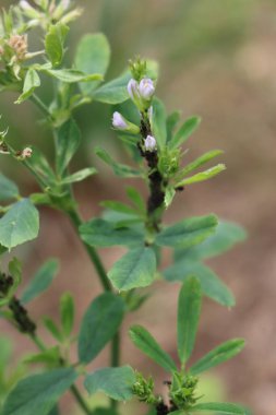 Mor çiçekli Alfalfa bitkisinin yakın çekimi tarladaki siyah yaprak bitlerinden zarar gördü. Tıbbi sativa.