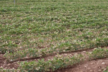 Soya tarlası, İtalya 'nın kırsal kesimindeki ilkbahar mevsiminde bitki öldürücü ile hasar gördü.