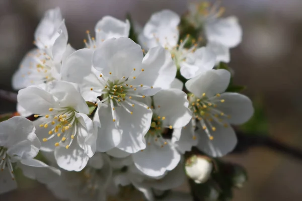 晴れた日に枝に白いリンゴの花のクローズアップ マルス国内 — ストック写真