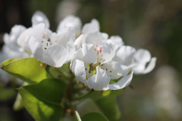 晴れた日に枝に白いリンゴの花のクローズアップ マルス国内 — ストック写真