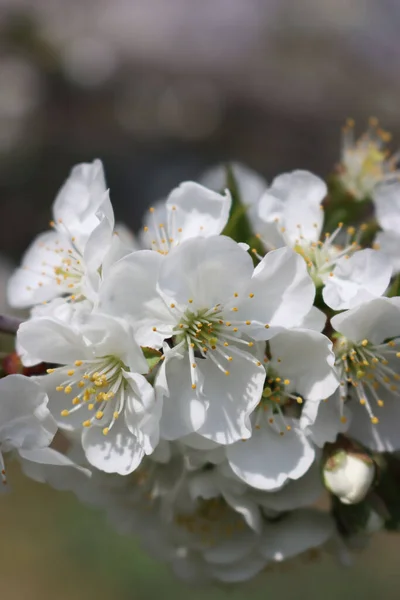 晴れた日に枝に白いリンゴの花のクローズアップ マルス国内 — ストック写真